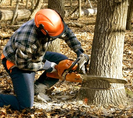 Tree Removal in Luke, MD